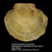 PLEISTOCENE-PLIOCENE Flabellipecten flabelliformis (2)